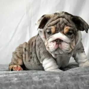 Healthy English Bull Dog Puppy named English Bull Dog Puppy available in Mohali