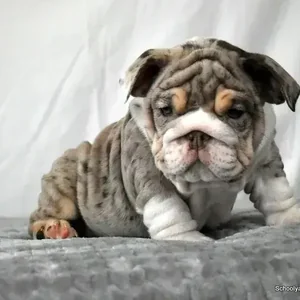 Healthy English Bull Dog Puppy named English Bull Dog Puppy available in Mohali