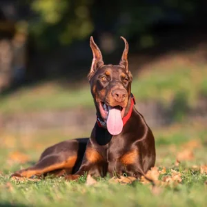 Healthy European Doberman Puppy named European Doberman Puppy available in Mohali