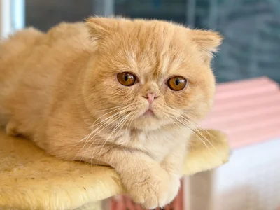 Exotic Short Hair Kitten