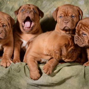 Healthy French Mastiff Puppy named French Mastiff Puppy available in Mohali