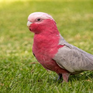 Healthy Gallah Cockatoo named Gallah Cockatoo available in Mohali