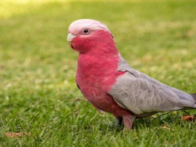 Gallah Cockatoo