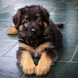 Healthy German Shepherd Puppy named German Shepherd | Black & Tan available in Mohali