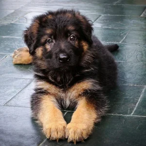 Healthy German Shepherd Puppy named German Shepherd | Black & Tan available in Mohali
