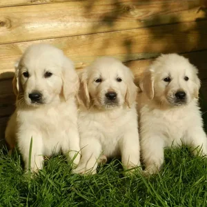 Healthy Golden Retriever Puppy named Golden Retriever Puppy available in Mohali