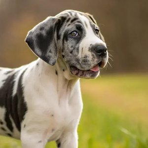 Healthy Great Dane Puppy named Great Dane Puppy available in Mohali