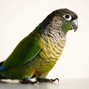 Healthy Green Cheek Conure named Green Cheek Conure available in Mohali
