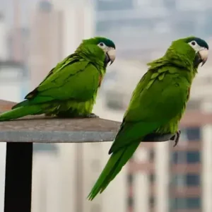Healthy Hahn's Macaw named Hahn's Macaw available in Mohali