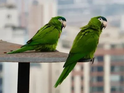 Hahn's Macaw