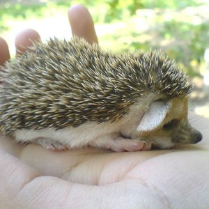 Healthy Hedgehogs Babies & Adults named Hedgehogs | Babies & Adults available in Mohali