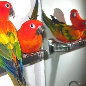 Healthy Hyper Red Sun Conure named Hyper Red Sun Conure available in Mohali