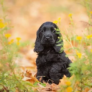 Healthy Cocker Spaniel Puppy | Golden Color named Cocker Spaniel Puppy | Black Color available in Gurgaon