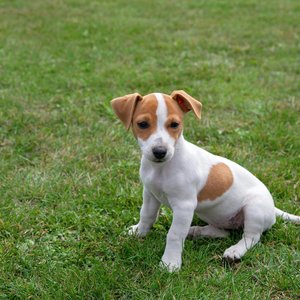 Healthy Jack Russell Terrier Puppy named Jack Russell Terrier Puppy available in Mohali