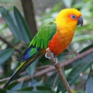Healthy Jenday Conure named Jenday Conure available in Mohali