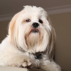 Healthy Lhasa Apso Puppies named Lhasa Apso Puppies available in Mohali