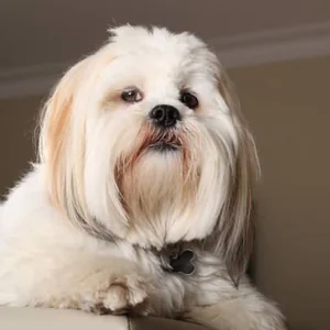 Healthy Lhasa Apso Puppies named Lhasa Apso Puppies available in Mohali
