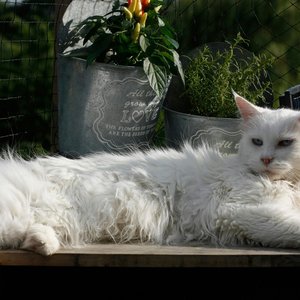 Healthy Maine Coon Kitten named Maine Coon Kitten available in Mohali