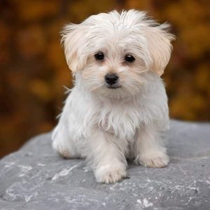 Healthy Maltese Puppy | White named Maltese Puppy | White available in Mohali