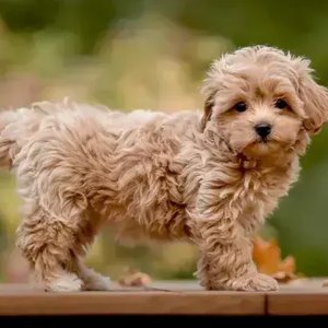 Healthy Maltipoo Puppy named Maltipoo Puppy available in Mohali