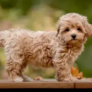 Healthy Maltipoo Puppy named Maltipoo Puppy available in Mohali