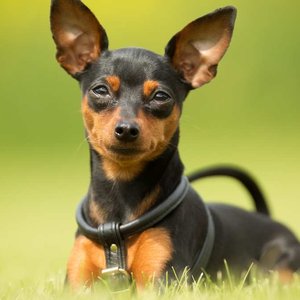 Healthy Miniature Pinscher Puppy named Miniature Pinscher Puppy available in Mohali