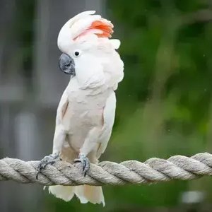 Healthy Moluccan Cockatoo named Moluccan Cockatoo available in Mohali
