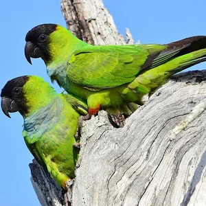Healthy Nanday Conure named Nanday Conure available in Mohali