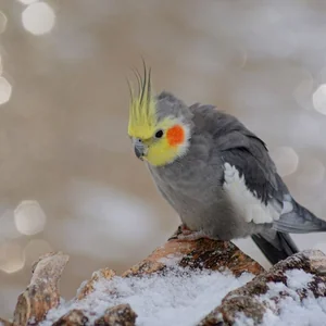 Healthy Cockatiel | Grey named Grey Cockatiel available in Gurgaon