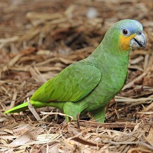 Healthy Orange Wing Amazon Parrots named Orange Wing Amazon Parrots available in Mohali