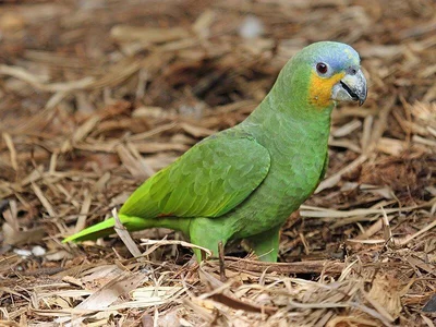 Orange Wing Amazon Parrots