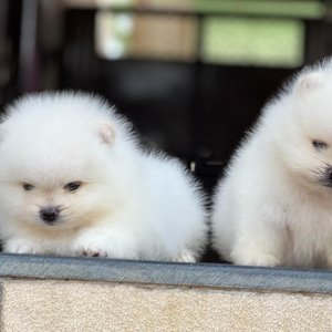 Healthy Orignal Toy Pom Puppy named Orignal Toy Pom Puppy available in Mohali