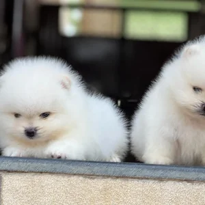 Healthy Orignal Toy Pom Puppy named Orignal Toy Pom Puppy available in Mohali