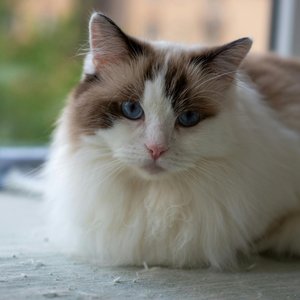 Healthy Ragdoll Kitten named Ragdoll Kitten available in Mohali