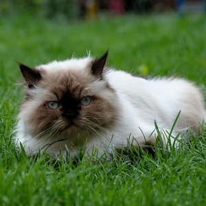 Healthy Himalayan Kitten named Himalayan Kitten available in Mohali