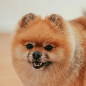Healthy Culture Pom Puppy | Orange Color named Culture Pom Puppy | Orange Color available in Gurgaon