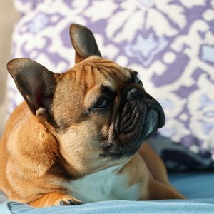 Healthy French Bulldog Puppy named French Bulldog Puppy | Fawn available in Mohali
