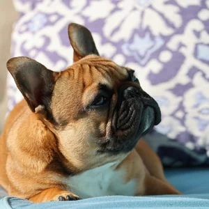 Healthy French Bulldog Puppy named French Bulldog Puppy | Fawn available in Mohali