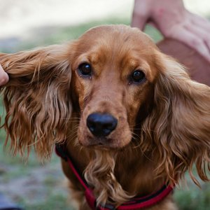 Healthy Cocker Spaniel Puppy | Chocolate Brown Color named Cocker Spaniel Puppy | Chocolate Brown Color available in Gurgaon