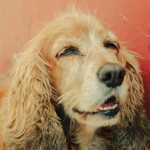 Healthy Cocker Spaniel Puppy | Brown Color named Cocker Spaniel Puppy | Brown Color available in Gurgaon