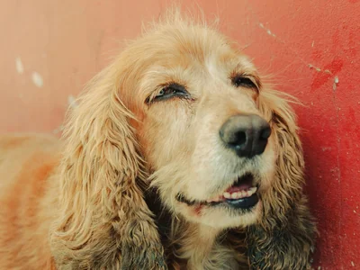 Cocker Spaniel Puppy | Brown Color