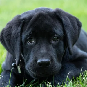 Healthy Labrador Retriever Puppy | Black Color named Labrador Retriever | Black available in Gurgaon