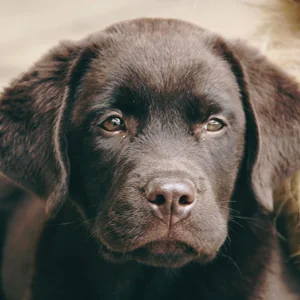 Healthy Labrador Retriever Puppy named Labrador Retriever | Chocolate available in Mohali