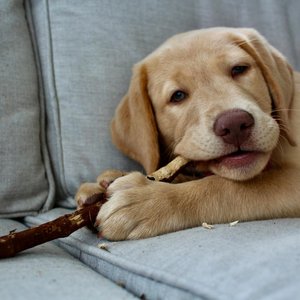Healthy Labrador Retriever Puppy | Fawn Color named Labrador Retriever | Fawn available in Gurgaon