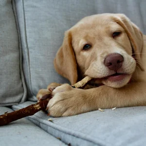 Healthy Labrador Retriever Puppy | Fawn Color named Labrador Retriever | Fawn available in Gurgaon