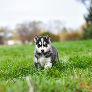 Healthy Siberian Husky Puppy | Black & White Color named Siberian Husky Puppy | Black & White Color available in Mohali