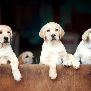 Healthy Labrador Retriever Puppy | White Color named Labrador Retriever | White available in Gurgaon