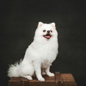 Healthy Culture Pom Puppy | White Color named Culture Pom Puppy | White Color available in Gurgaon