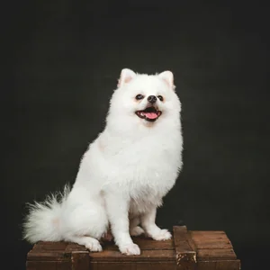 Healthy Culture Pom Puppy | White Color named Culture Pom Puppy | White Color available in Gurgaon