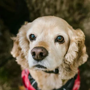 Healthy Cocker Spaniel Puppy | Golden Color named Cocker Spaniel Puppy | Golden Color available in Gurgaon
